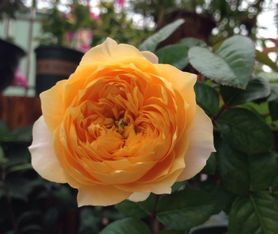 送喜歡養(yǎng)花的朋友一段話