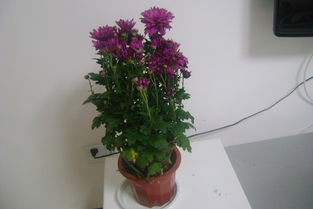 養(yǎng)花趣事大全簡(jiǎn)單