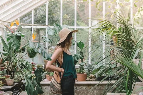 養(yǎng)花的人命苦