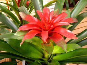 養(yǎng)花如何防飛蟲