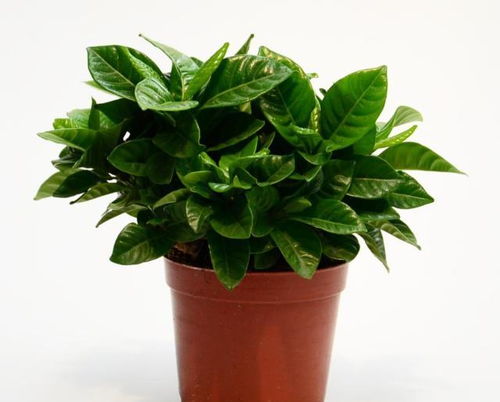 養(yǎng)花需細心體現(xiàn)在哪些方面