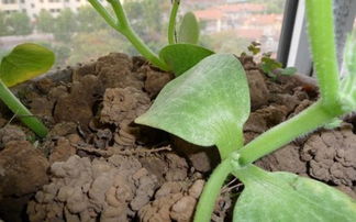 蚯蚓對養(yǎng)花的作用