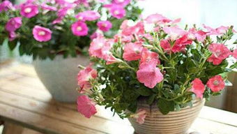 突然愛養(yǎng)花說明什么