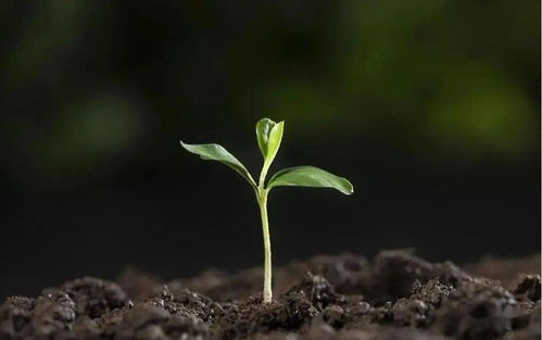 養(yǎng)花殺蟲(chóng)導(dǎo)致殺生