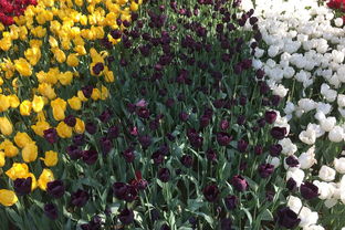 養(yǎng)花大亨里最貴的花