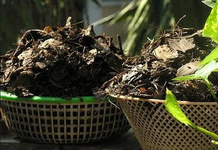 腐熟的楊樹(shù)葉養(yǎng)花