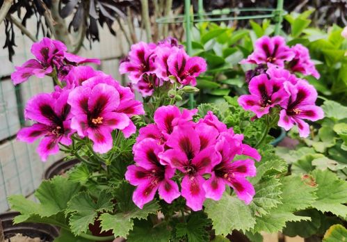 封閉陽(yáng)臺(tái)養(yǎng)花蟲子多