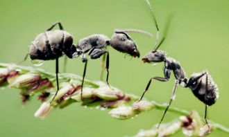 買去除家里養(yǎng)花螞蟻的藥