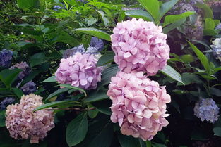 家用養(yǎng)花如何購(gòu)買(mǎi)肥料