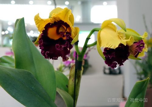 辛苦養(yǎng)花的說說