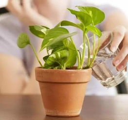 養(yǎng)花都用什么藥