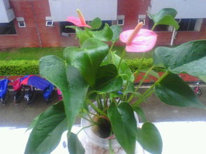 養(yǎng)花應(yīng)該用什么水