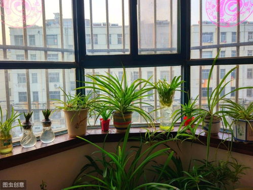 西北陽(yáng)臺(tái)不宜養(yǎng)花