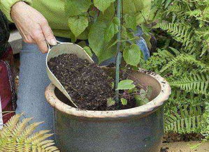 養(yǎng)過龜的土可以養(yǎng)花嗎