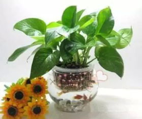 養(yǎng)花真的跟風(fēng)水有關(guān)系嗎