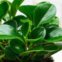 農(nóng)村家里能養(yǎng)花嗎