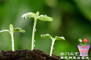 維生素片能養(yǎng)花嗎