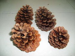 松果能當養(yǎng)花的植料嗎