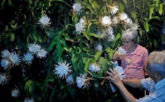 退休工人樓頂養(yǎng)花