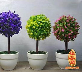 領(lǐng)導(dǎo)辦公室養(yǎng)花那種合適