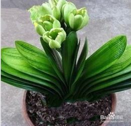 營(yíng)養(yǎng)土養(yǎng)花不好