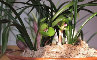 鋸末養(yǎng)花要經(jīng)過處理嗎