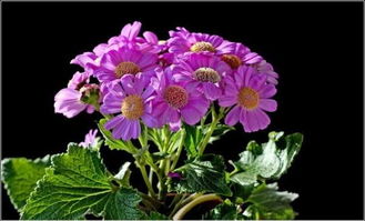 家庭養(yǎng)花大全天竺葵