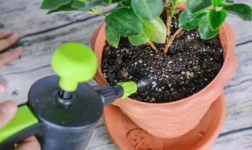 養(yǎng)花鰱水肥嗎