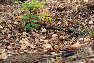 蚯蚓糞怎樣養(yǎng)花