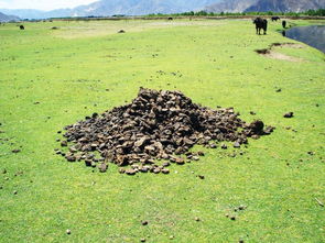 豬糞牛糞可以養(yǎng)花嗎