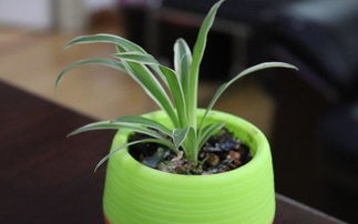 養(yǎng)花有小白蟲(chóng)怎么辦6