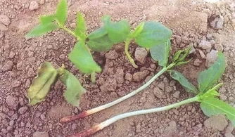 噁霉靈可以養(yǎng)花嗎