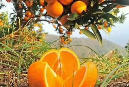 橘子怎么保存，小橘子怎么保存時(shí)間長(zhǎng)？圖3