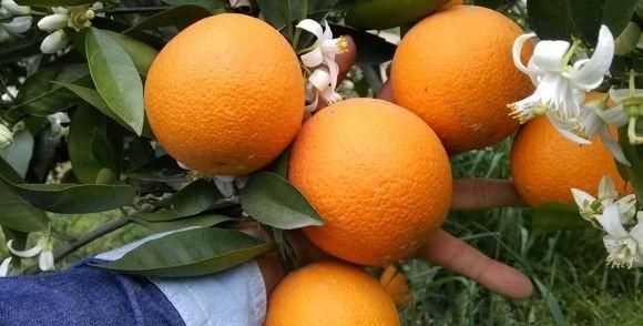 橘子怎么保存，小橘子怎么保存時(shí)間長(zhǎng)？圖4