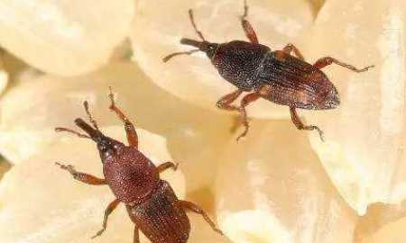 小米生白色蠕蟲還能吃,小米生黑色蟲了還能吃么圖1