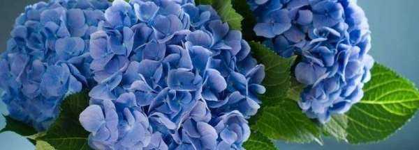 鮮花保鮮劑的作用,鮮花保鮮劑的作用以及三個保鮮劑配方圖4