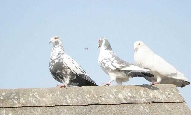 貓頭鷹、鵝、大燕、老鷹、鴿子哪些是既會飛又會游泳的動物
