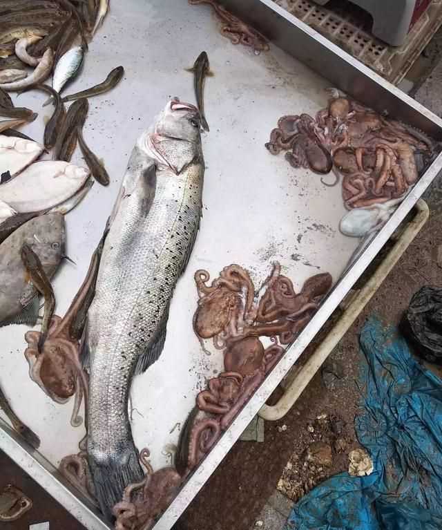 八爪魚的哪些部位不能吃，八爪魚怎么吃好吃？哪里不能吃？圖2