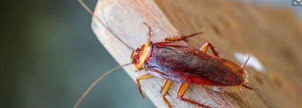 蟑螂怕洗衣粉是真的,蟑螂怕洗衣粉嗎圖2