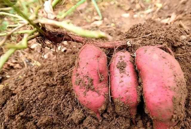 紅薯削皮后怎么過夜，紅薯切開后怎么存放？圖3