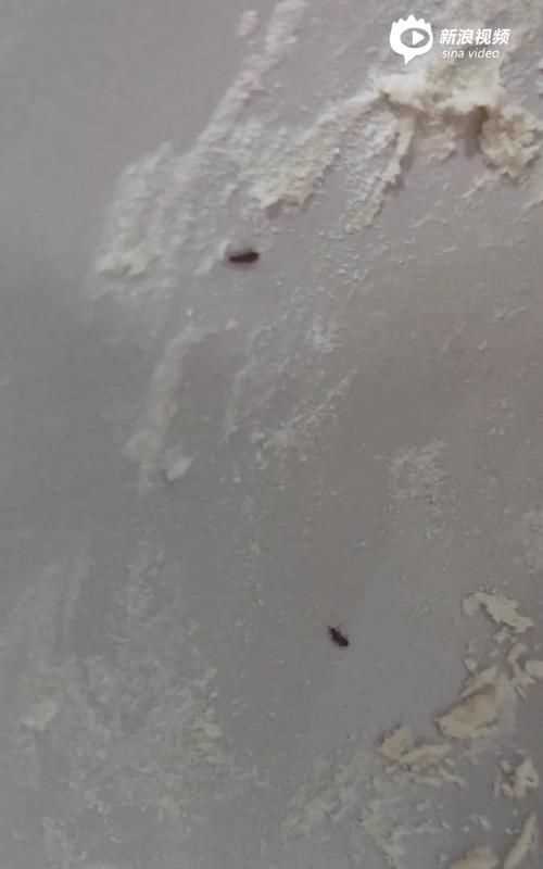 為什么面粉放時(shí)間長(zhǎng)了會(huì)生蟲(chóng)子呢