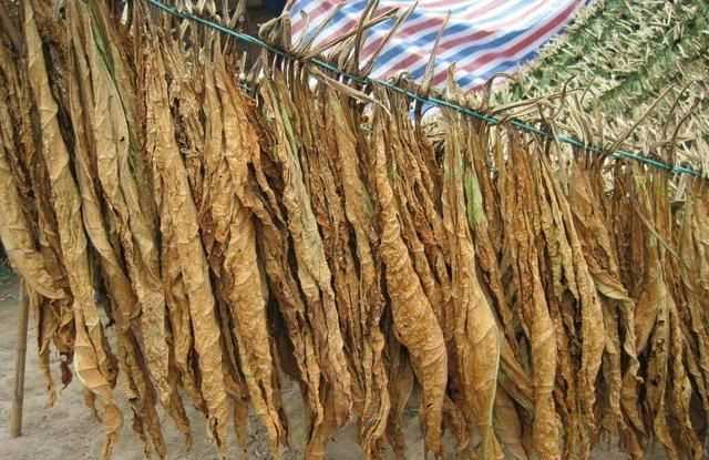 面粉長(zhǎng)蟲(chóng)子了怎么辦，買(mǎi)的面里面有小蟲(chóng)子怎么辦？圖3