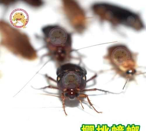 櫻桃蟑螂越獄會(huì)泛濫嗎?