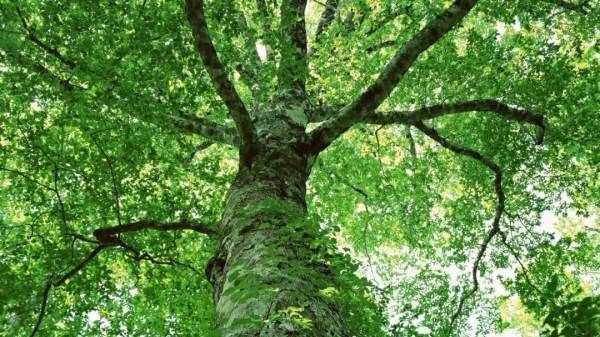 大樹的作用教案,大樹的作用圖4