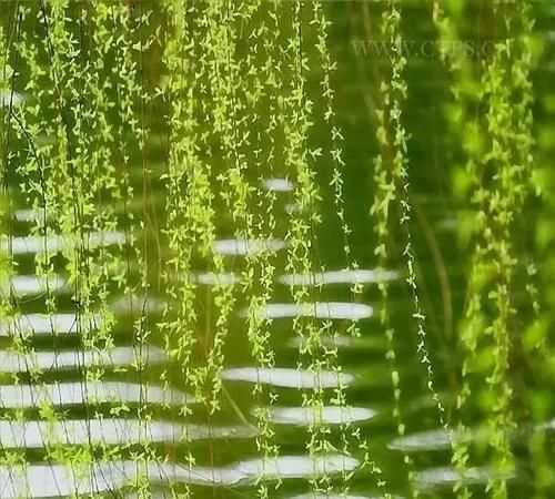 春去也飛紅萬點(diǎn)愁如海