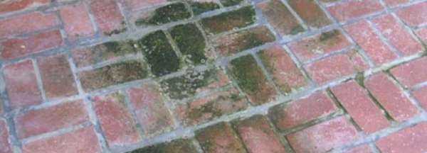 院子里長(zhǎng)青苔怎么去除,院子里青苔怎么清除 院子里青苔的解決方法視頻圖3