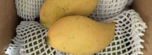 鷹嘴芒果硬的可以吃,鷹嘴芒果硬的可以吃嗎圖1