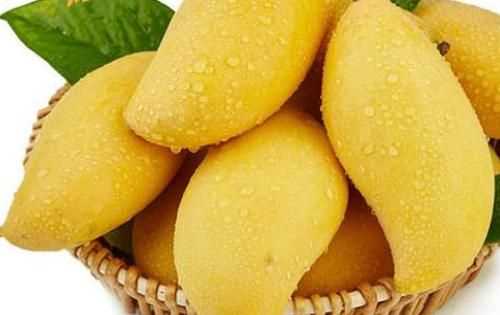 大芒果硬邦邦的怎么吃