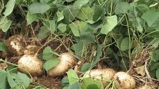 涼薯吃多了會怎么樣，涼薯花能吃嗎？圖3