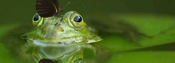 冬眠的動(dòng)物都有哪些,冬眠的動(dòng)物有哪些冬眠的動(dòng)物有哪些圖3